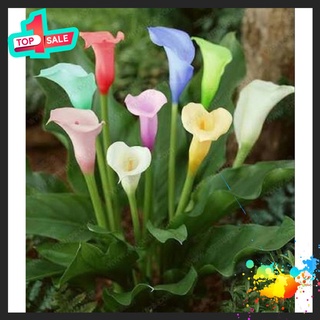 🍀bao chất🍀củ hoa rum đủ màu