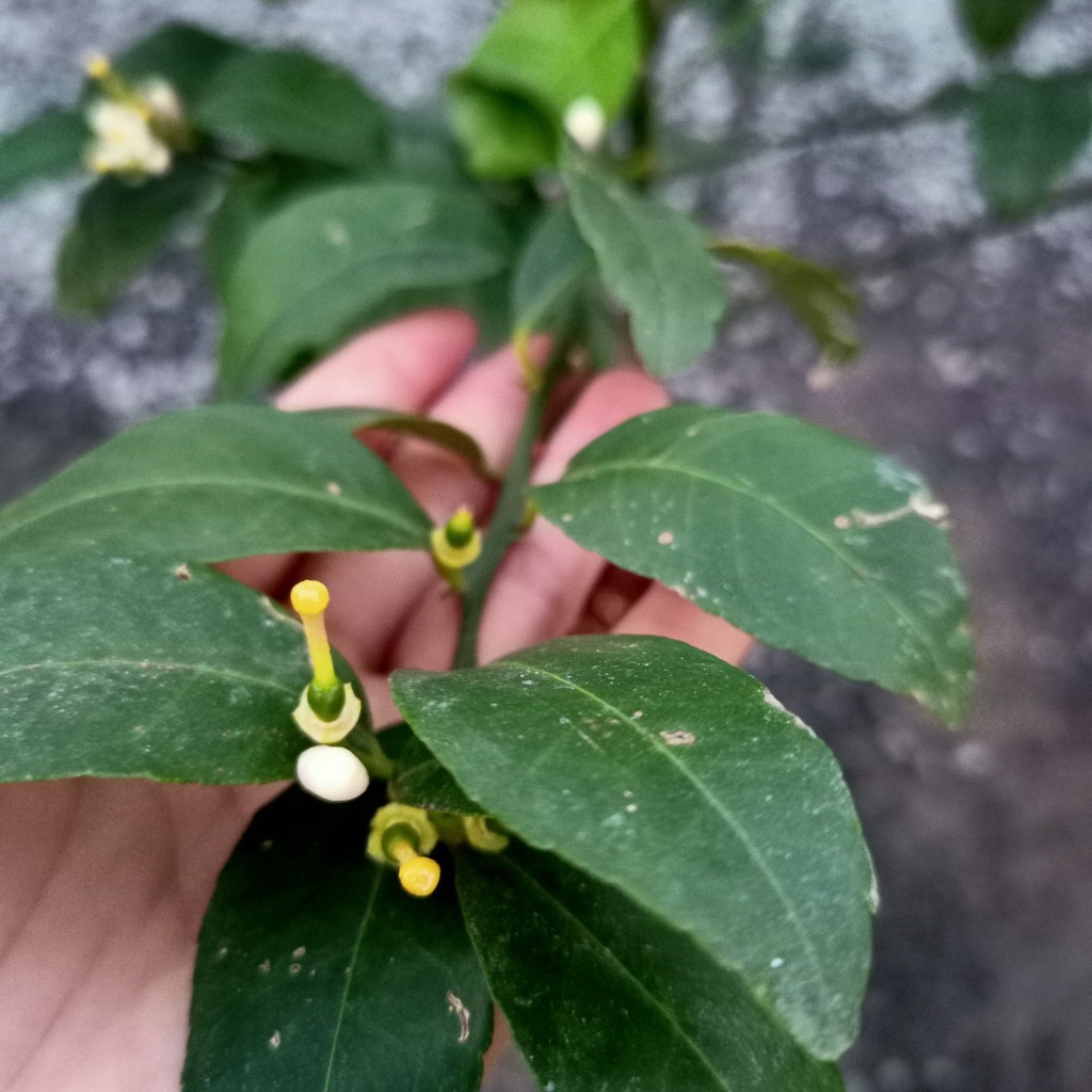 Cây giống chanh không hạt tứ quý bông tím trái chùm