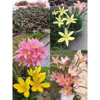 Củ hoa huệ mưa ngoại nhiều màu - gửi củ mẹ như hình