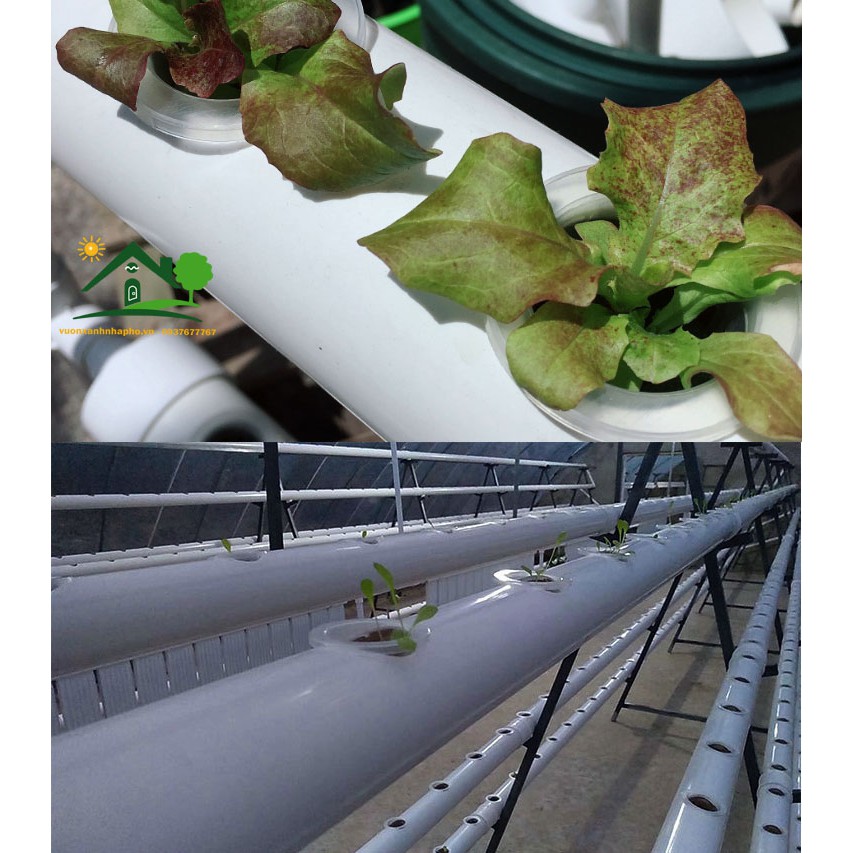 100 Rọ Nhựa PP Cao Cấp Trong Suốt Trồng Rau Thủy Canh Các Loại Hydroponics Có Nhiều Size Chọn Lựa