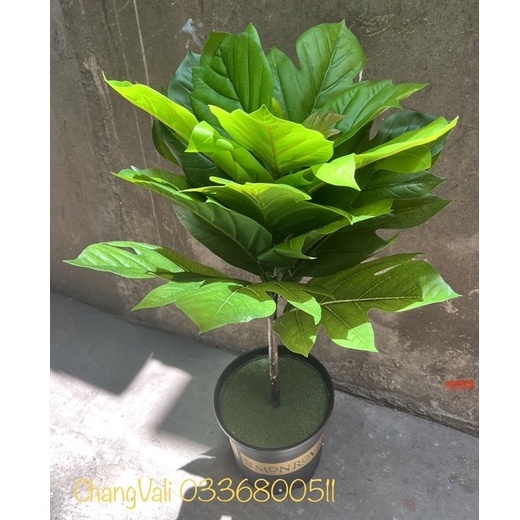 Cây giả-Cây bàng singapo lá xẻ cao 1m , trang trí,decor nội thất