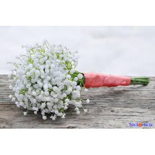 Hạt giống Hoa Baby trắng 100 Hạt