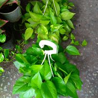 Trầu Bà Thái
