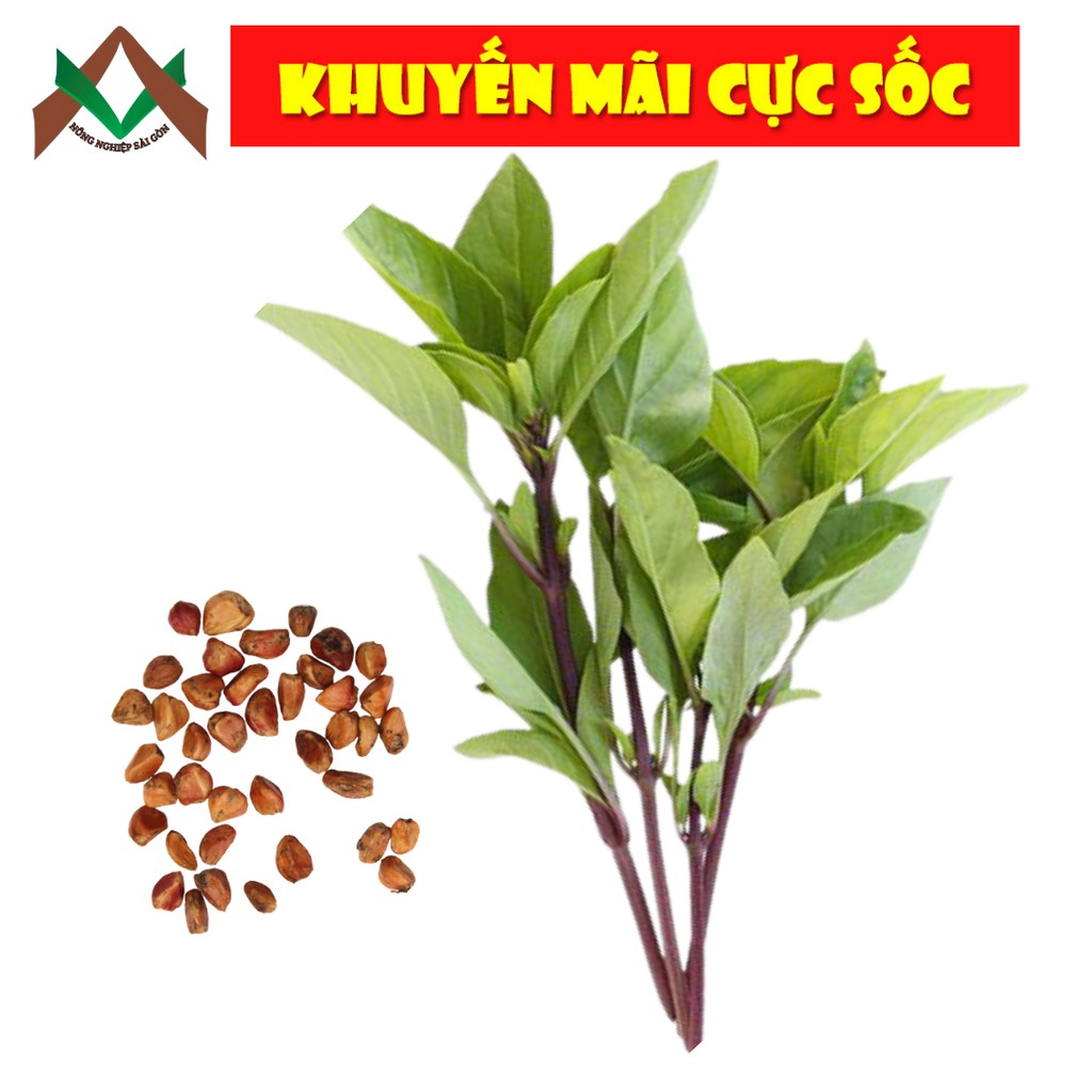 5gr HẠT GIỐNG RAU HÚNG QUẾ DỄ TRỒNG