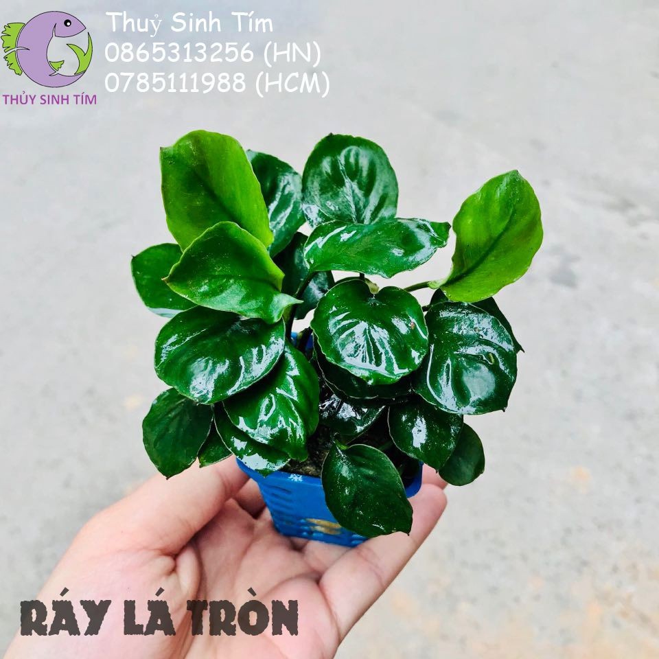 Ráy Lá Tròn [Cây Thủy Sinh Gắn Giá Thể]