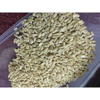 40gr hạt giống lúa mạch/cỏ mèo