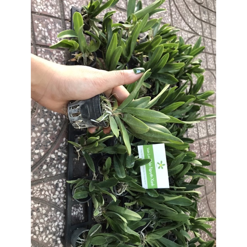 Cattleya Mini Hoa Thơm (cây giống)