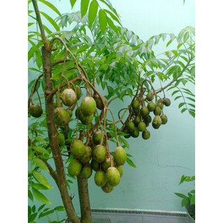 Cây 🌲 Cóc Thái lùn... đang trái nhiều