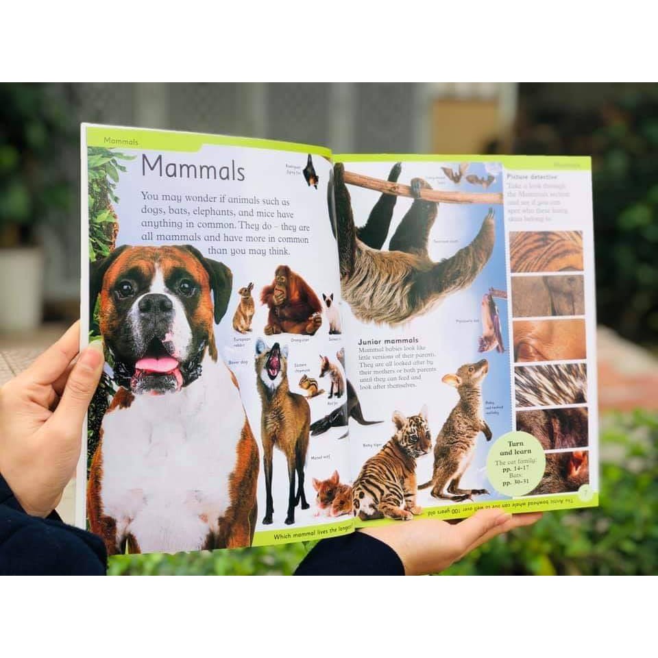 Sách &quot; First Animal Encyclopedia - Bách khoa toàn thư đầu tiên về động vật DK 6+&quot;