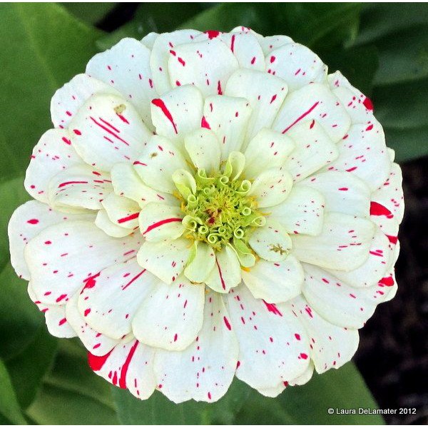 30 Hạt Giống Hoa Cúc Lá Nhám CandyStripe