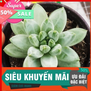 Sen kim cương trung