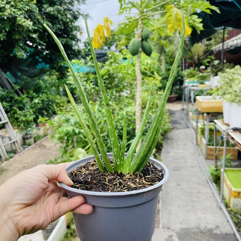 Cây Nha Đam Thái - Vườn Ươm Thái Ngân