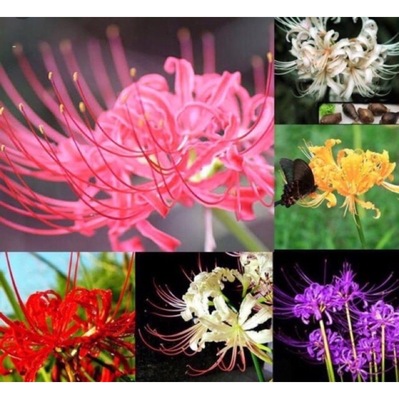 🍀HÀNG ĐẸP🍀Củ hoa Bỉ ngạn