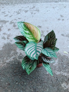 Đuôi Công Sọc Tím