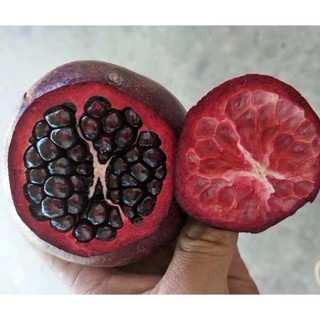 CÂY LỰU RUỘT TÍM 1 NĂM RA TRÁI