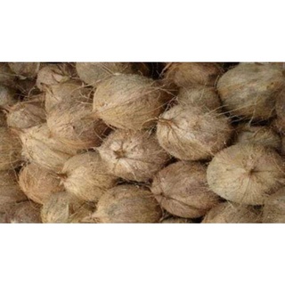 Dừa khô 1 trái