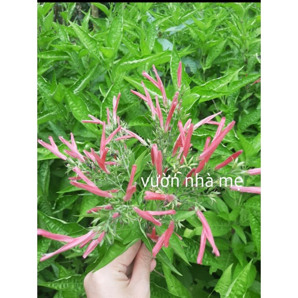 Hàng sẵn-1 kí lá cẩm tím tươi tạo màu bánh tét, xôi chè