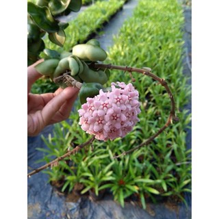 Lan cẩm cù lá xoắn đủ size