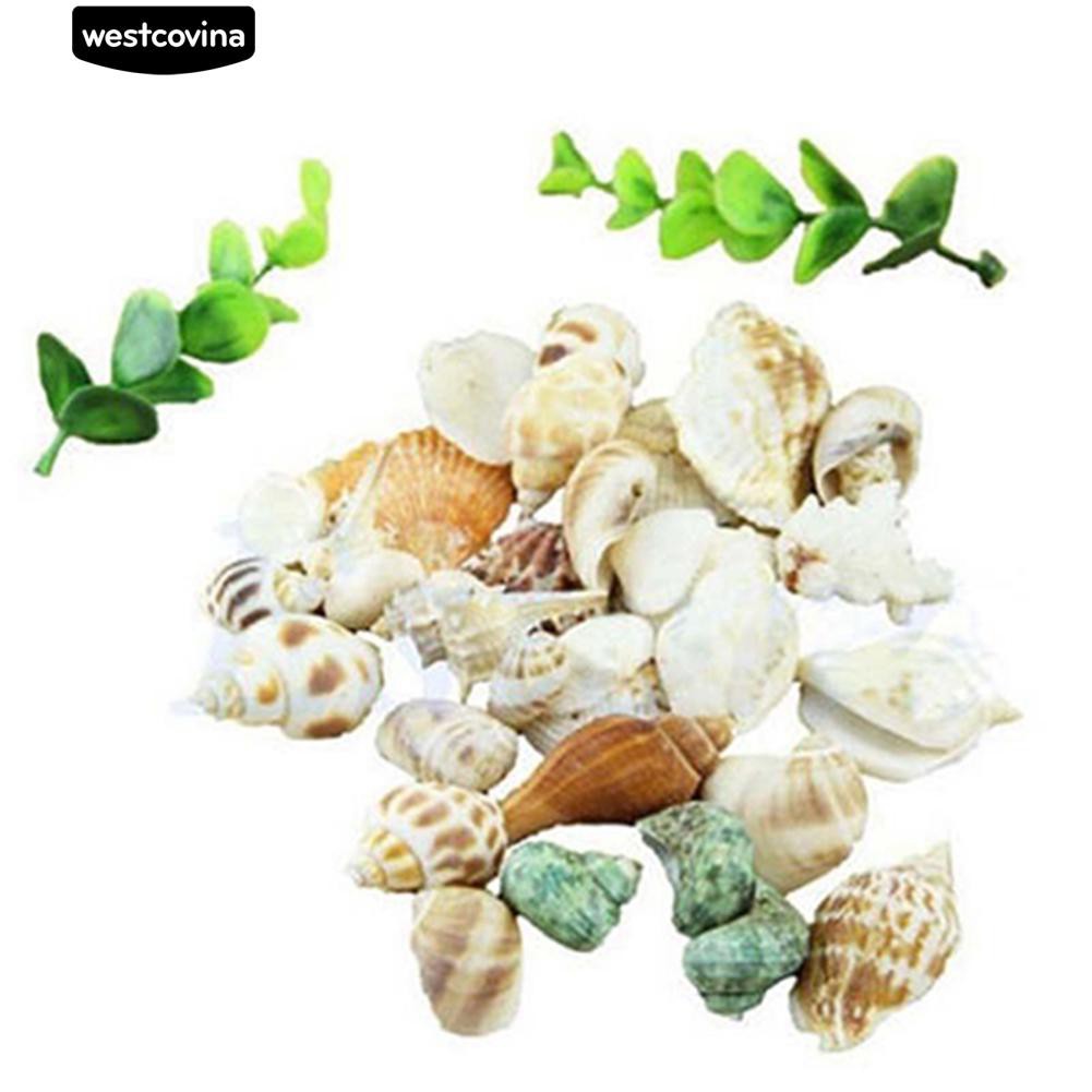 Vỏ ốc biển trang trí bể cá