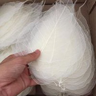 Lá Bồ Đề tự nhiên 100%