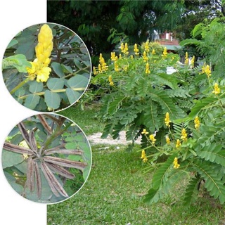 Hạt muồng già sạch rang tay