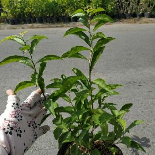 Cây lài nhật (lài nhật thơm)