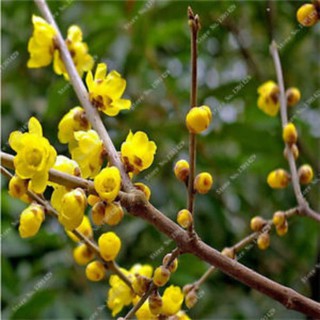 [GIÁ GỐC]Hạt giống cây mai vàng Nhật