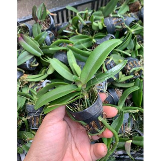 Hạt giống - 5 cây Đai châu giống