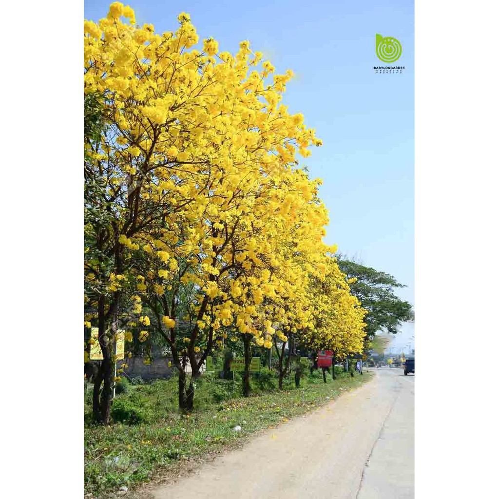 CÂY PHONG LINH VÀNG GIỐNG