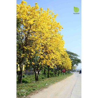 CÂY PHONG LINH VÀNG GIỐNG( CHUỒNG VÀNG NÚI)