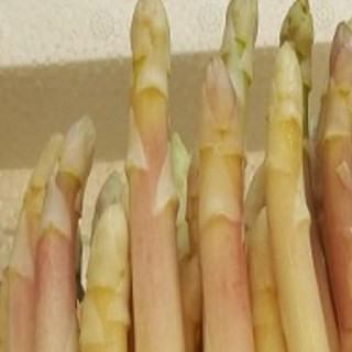 Gói 50 hạt giống măng tây trắng