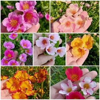 cây giống 10h sam
