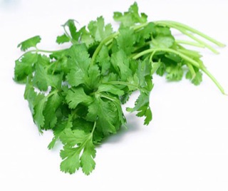 Hạt giống rau mùi