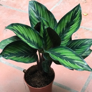 Đuôi công ( chậu nhựa)