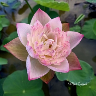 Củ sen trung Super lotus