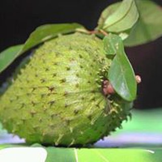 Trà Mãng cầu xiêm Anna