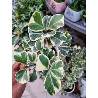 Cây bàn cẩm thạch - Ficus triangularis