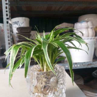 Chậu Lan Chi thủy sinh để bàn
