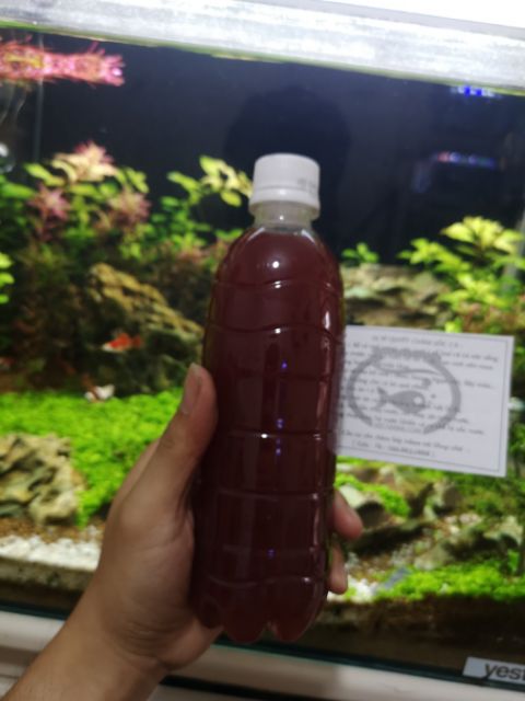 Vi sinh PSB làm trong nước bể cá