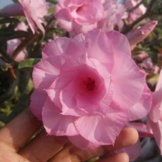Cây sứ kỳ duyên 2 năm tuổi