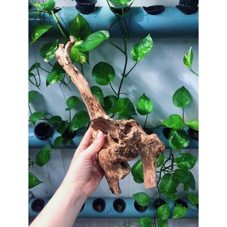 LŨA TRANG TRÍ SET UP HỒ NUÔI ỐC MƯỢN HỒN