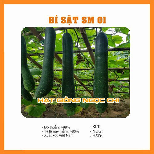 Hạt Giống Quả Bí Sặt (Bí Đao Xanh) - 30H