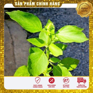 Hạt Giống Rau Thơm Xả (É Trắng) Ngon -0,5gr