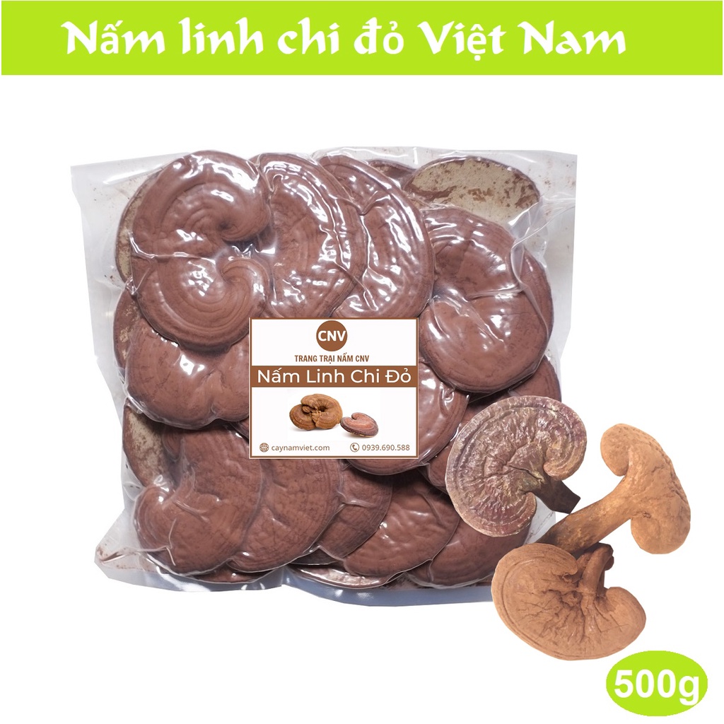 Nấm linh chi đỏ Việt Nam 500g (Nguyên bào tử) - Cây Nấm Việt