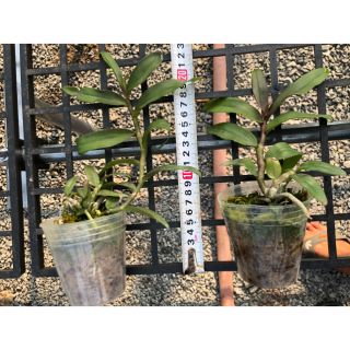 Lan phi điệp giả hạc Thái thân tím hoa sổ xố hàng mô