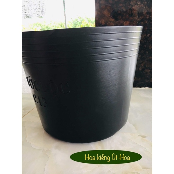10 cái chậu C16 (40x32 cm) bít đáy trồng sen, nuôi cá, chứa nước
