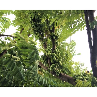 Hạt giống cây Khế tàu