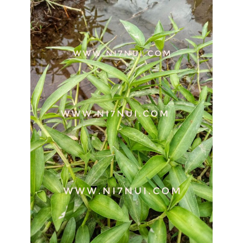 300g Rau trai  tươi. Cây giống - shop Ni Bảy Núi