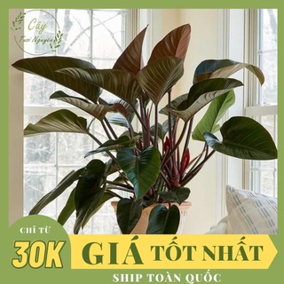 Chậu cây trầu bà đế vương nâu ,, phong thuỷ để bàn mini giá rẻ, lọc không khí, cây tươi nguyên ctn0420