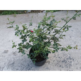 hoa hồng cổ huế